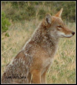 Coyote in Colorado