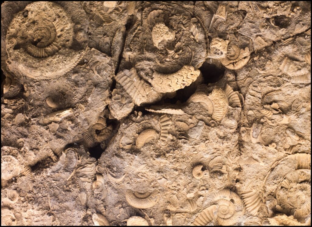 fossils rockford iowa