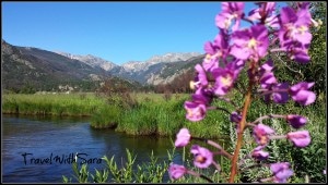 Moraine Park Flowers