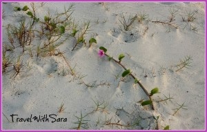 Flower on Beach: Tuckaway Shores