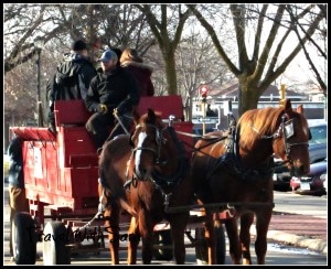 Horse Carriage Rides