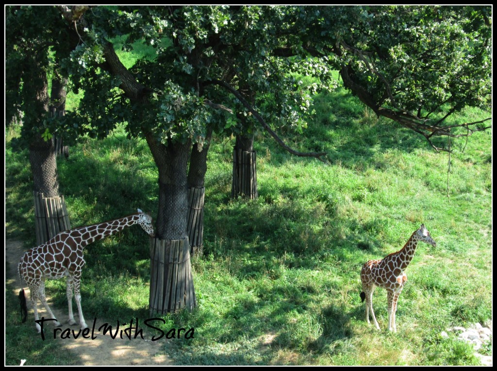 Giraffes Omaha Zoo