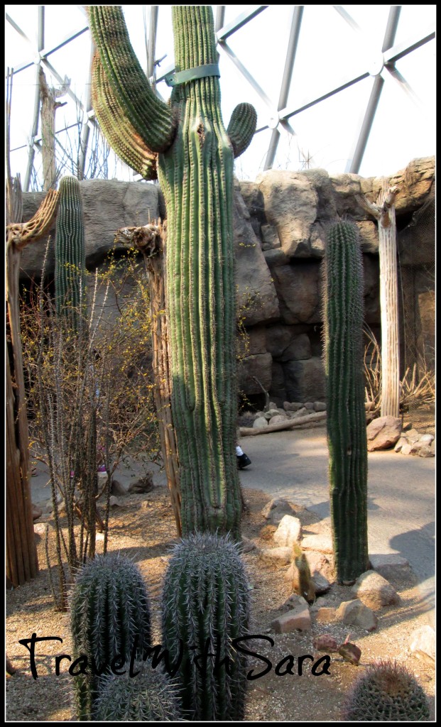 Cactus at Omaha Zoo