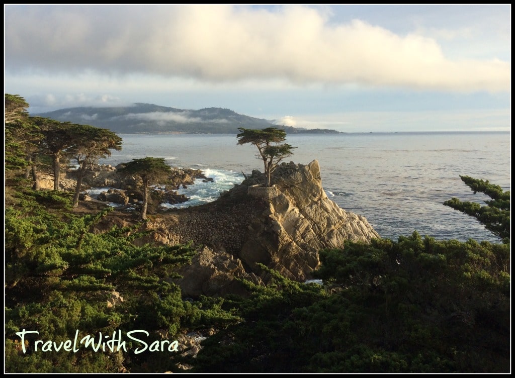 Lone Cypress