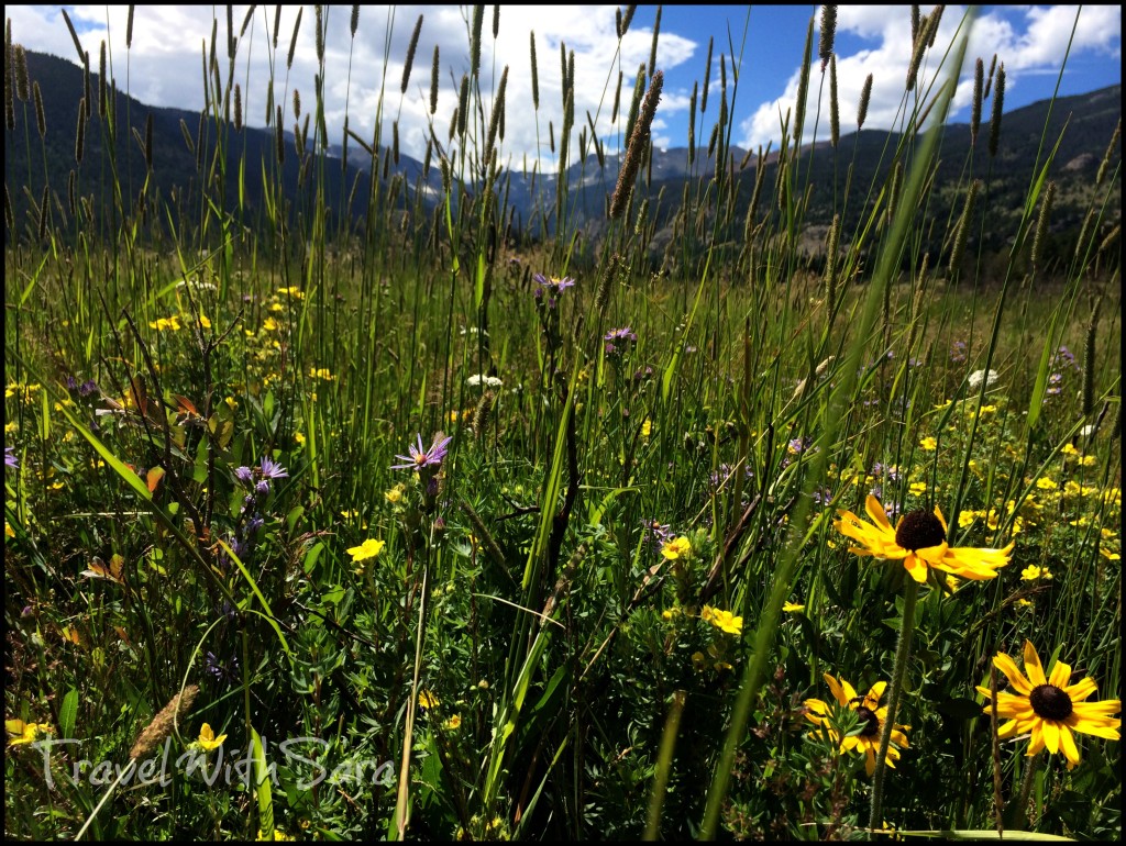 Wildflowers