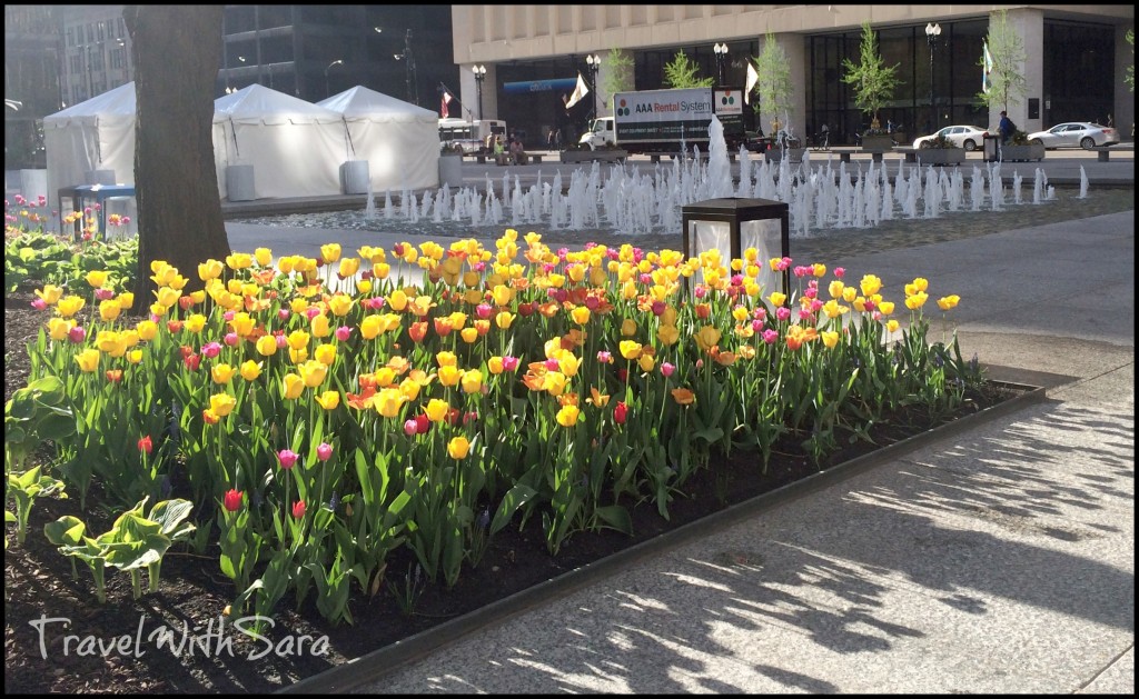 Tulips in Chicago