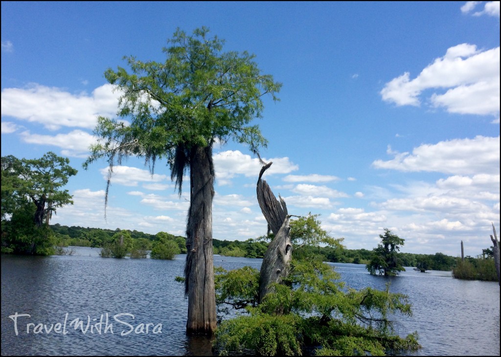 Trees at Dead Lakes