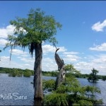 Trees at Dead Lakes