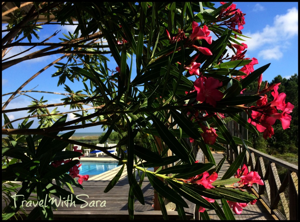 Flowers with pool and walkway