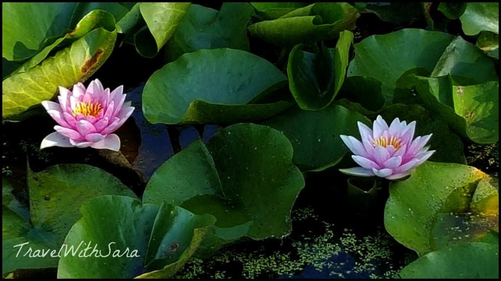 lily pads