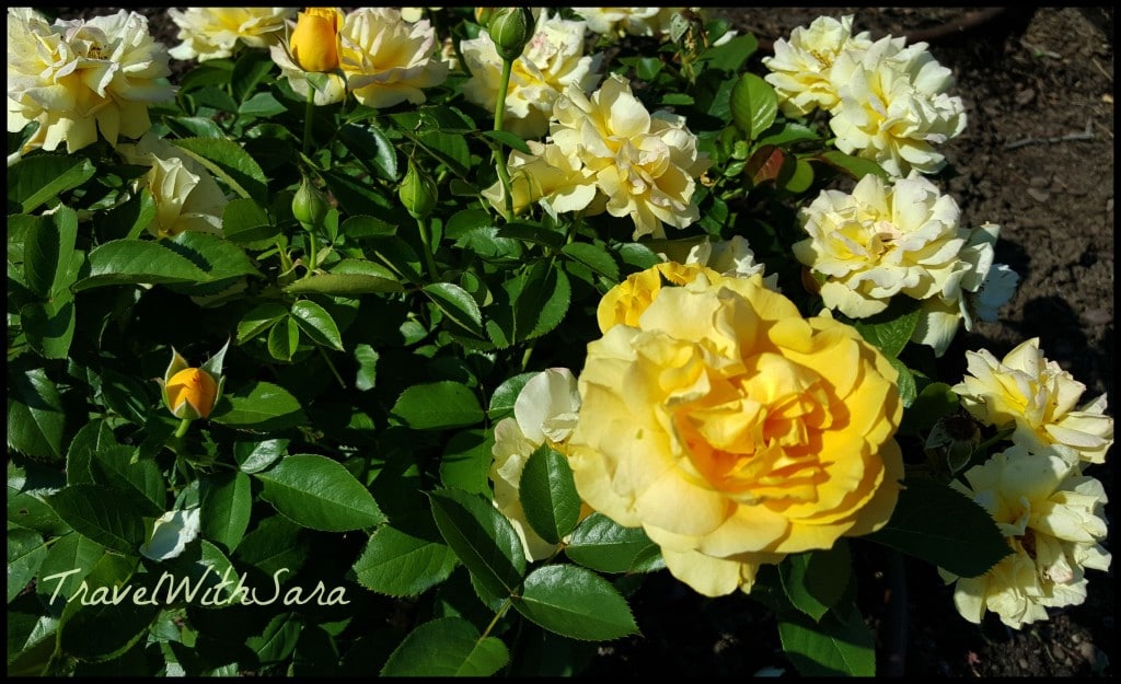 yellow roses Lauritzen Gardens