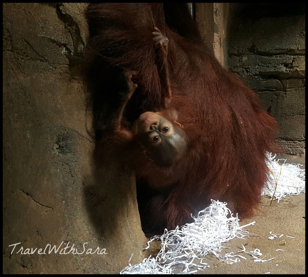 Baby Orangutan