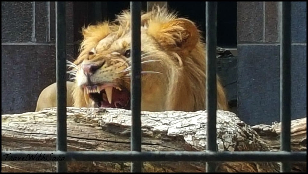 Lion Teeth