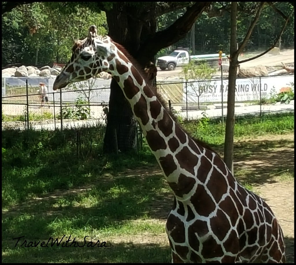 Giraffe at Omaha Zoo