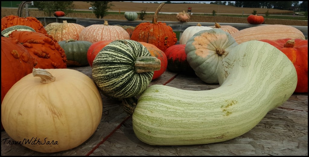 Pinters Pumpkins