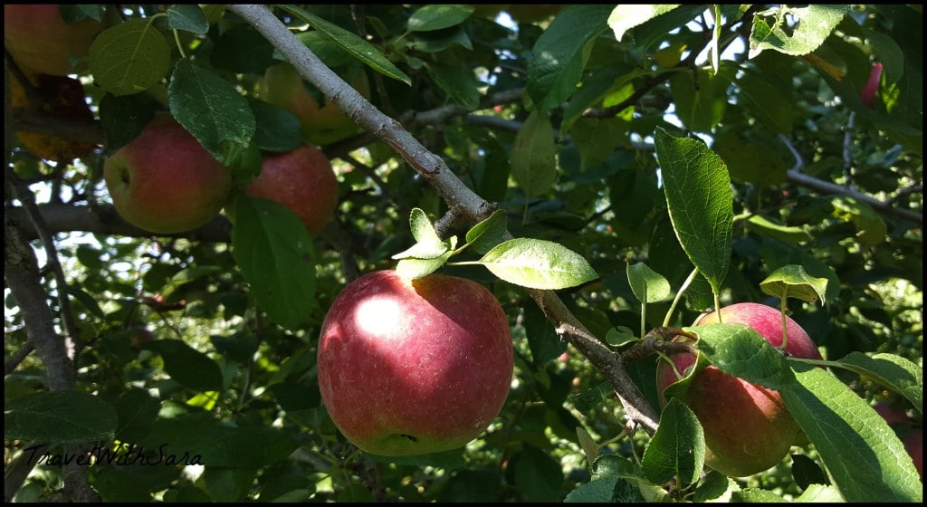 apples at peakes