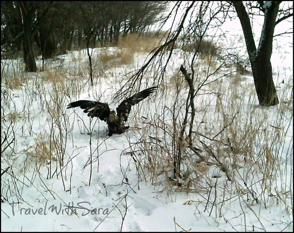 Iowa Bald Eagle