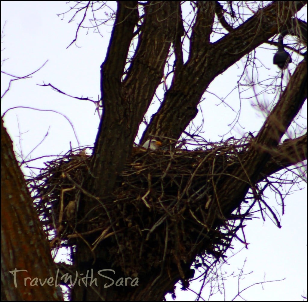 bald eagle