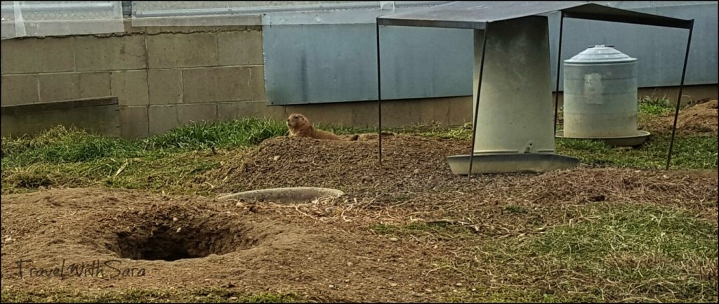 prairie dog