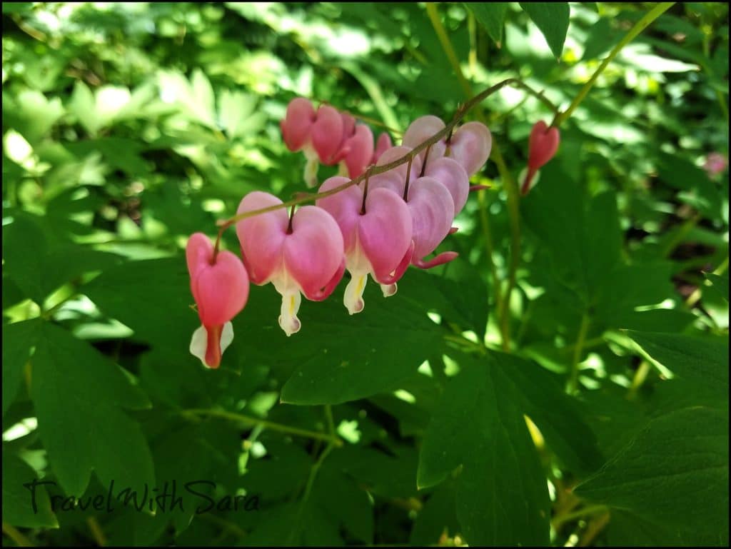 bleeding hearts