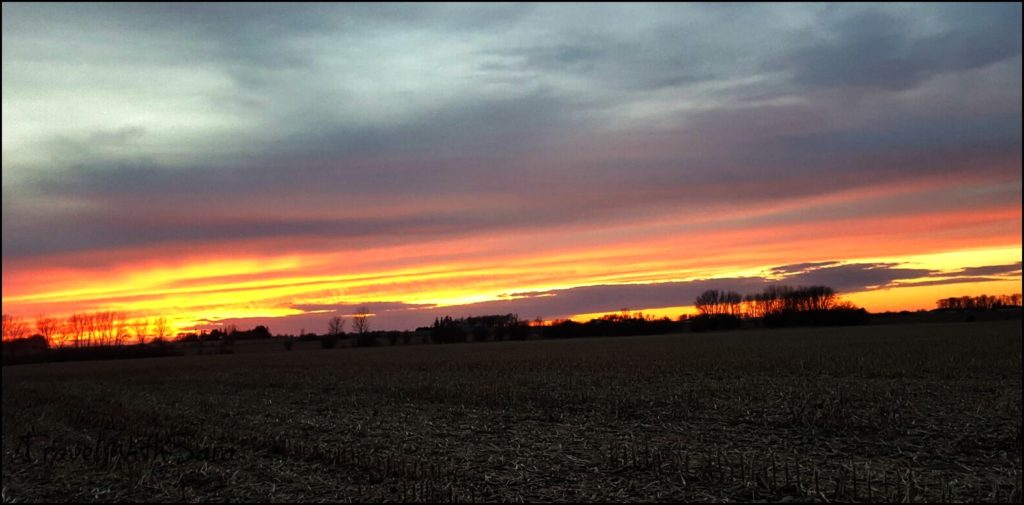 corn field in spring