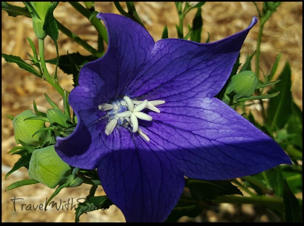 purple flower