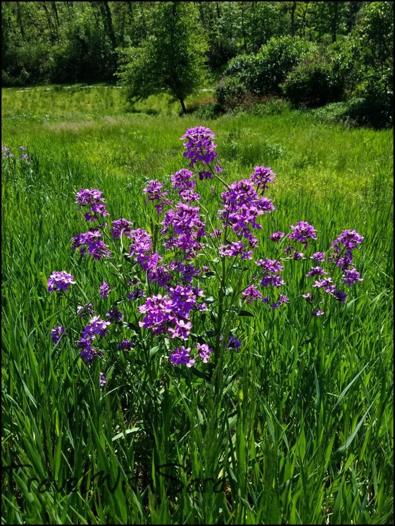 purple flowers in bloom