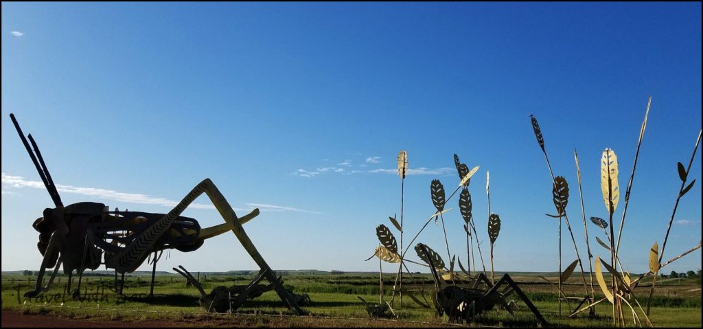 Grasshopper In The Field