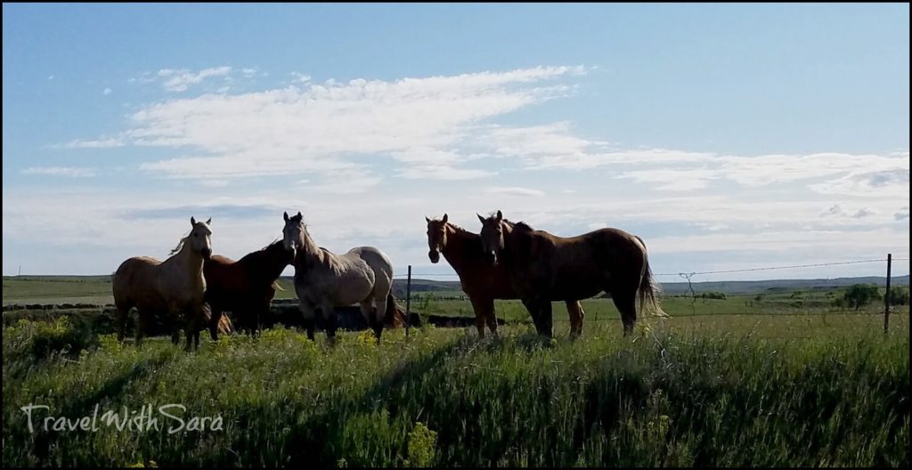 horses in North Dakota