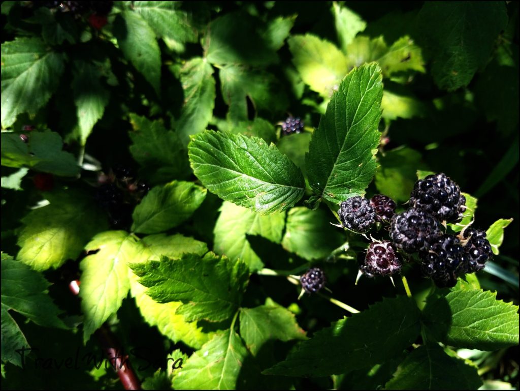 Iowa berries