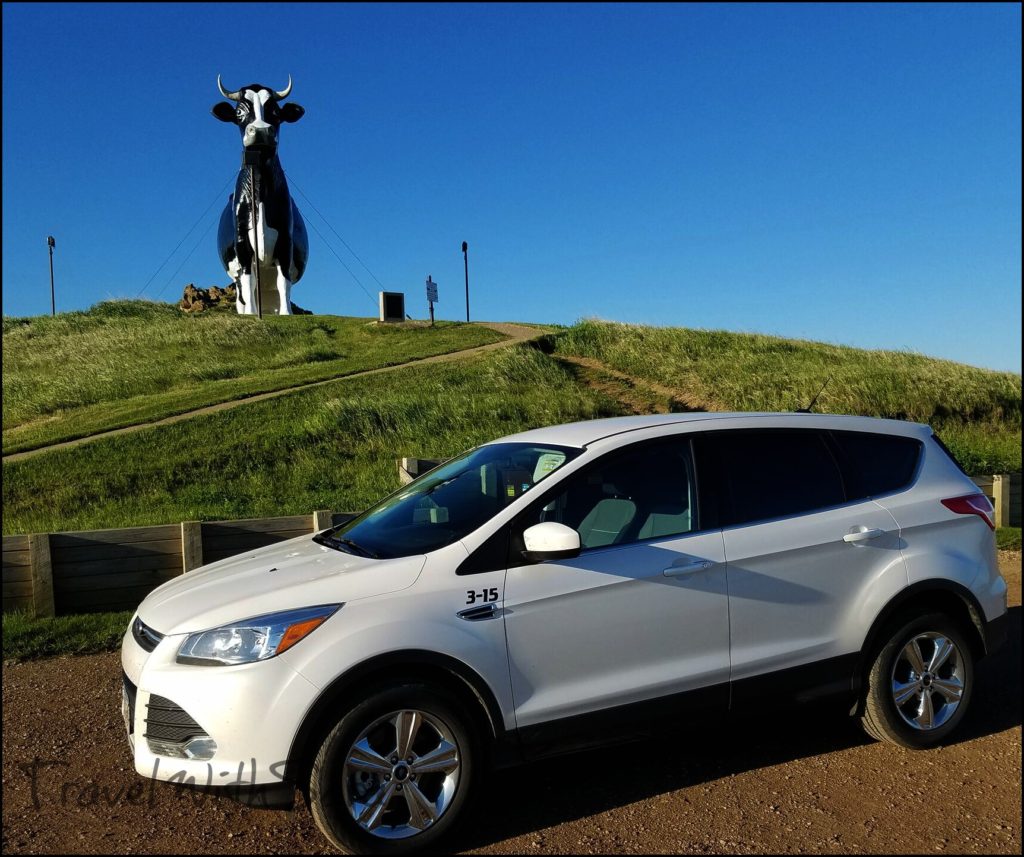 North Dakota Cow