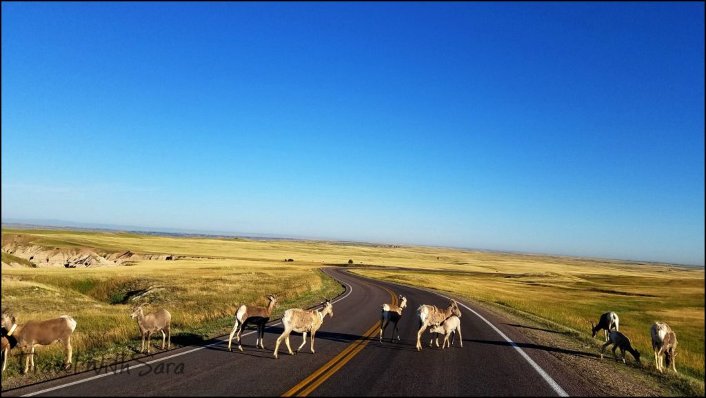 Sheep in Badlands National Park