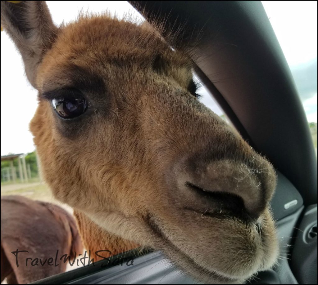 animal peeking in car