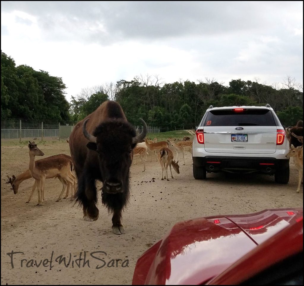 bison in wildlife park