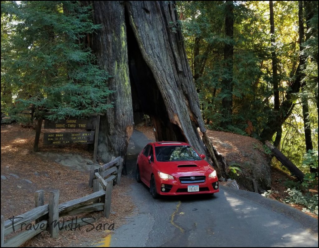 Drive Thru Tree