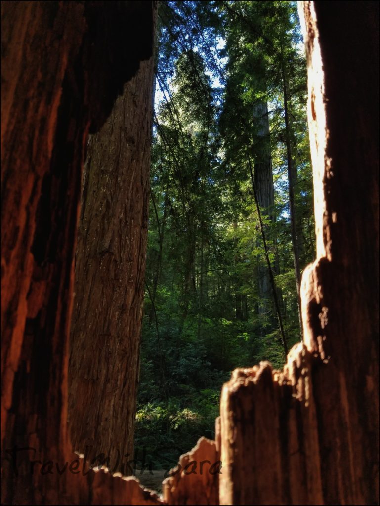 Redwood Tree