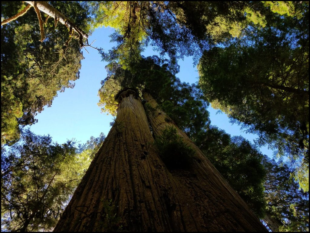 Trees In Redwood Forest