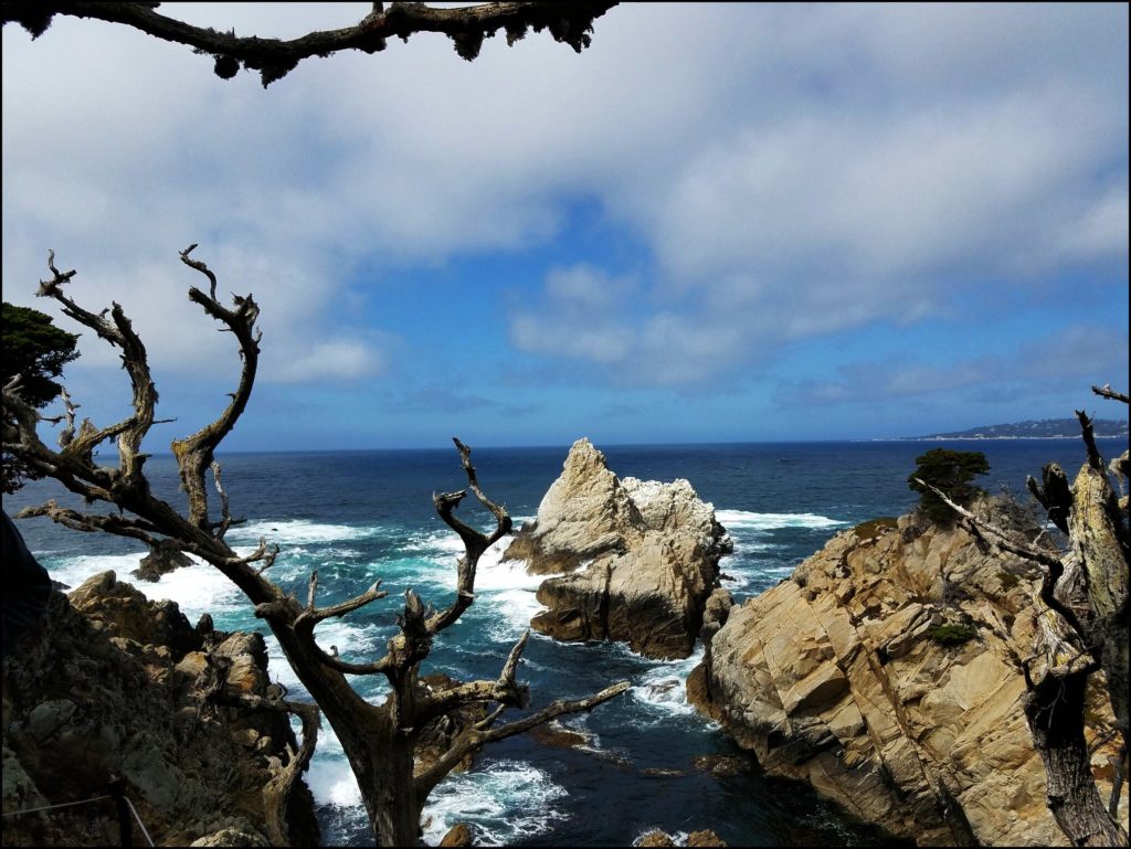 Point Lobos View