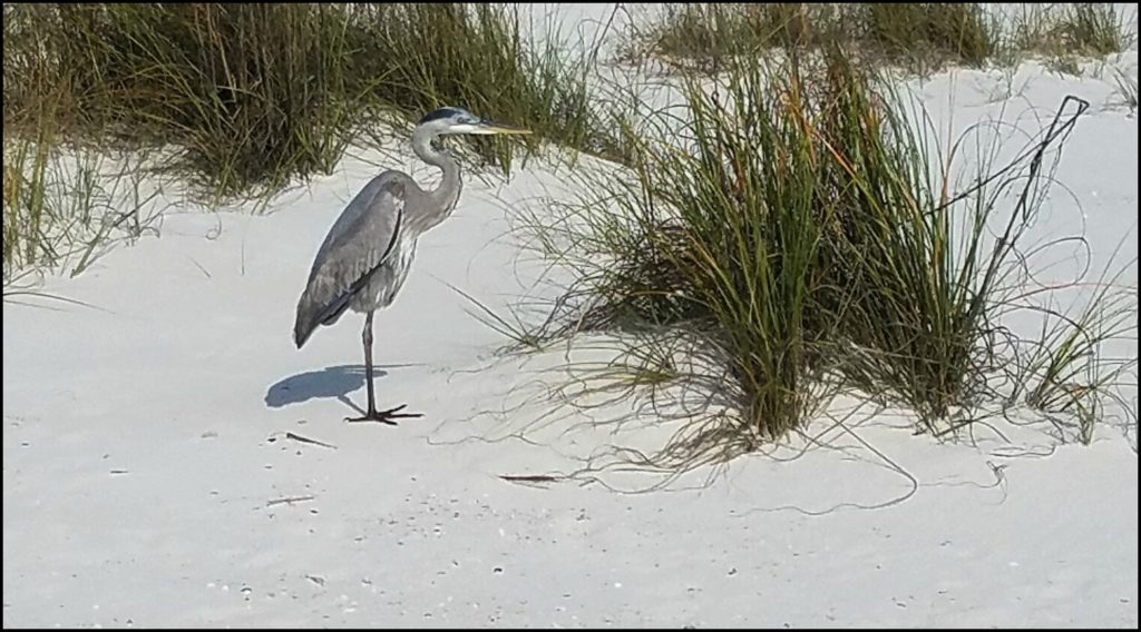 blue heron coastal connections