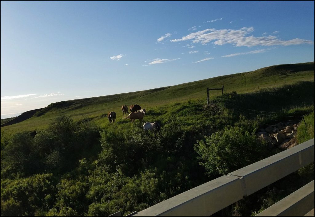 horses in North Dakota