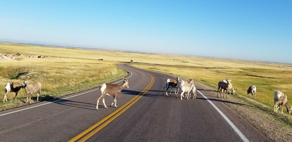 Bighorn Sheep