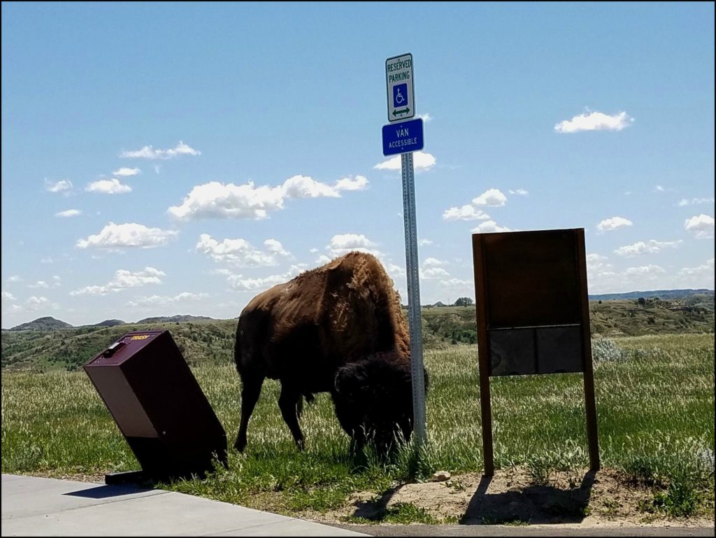 National Park Safety Tips Bison In Theodore Roosevelt National park