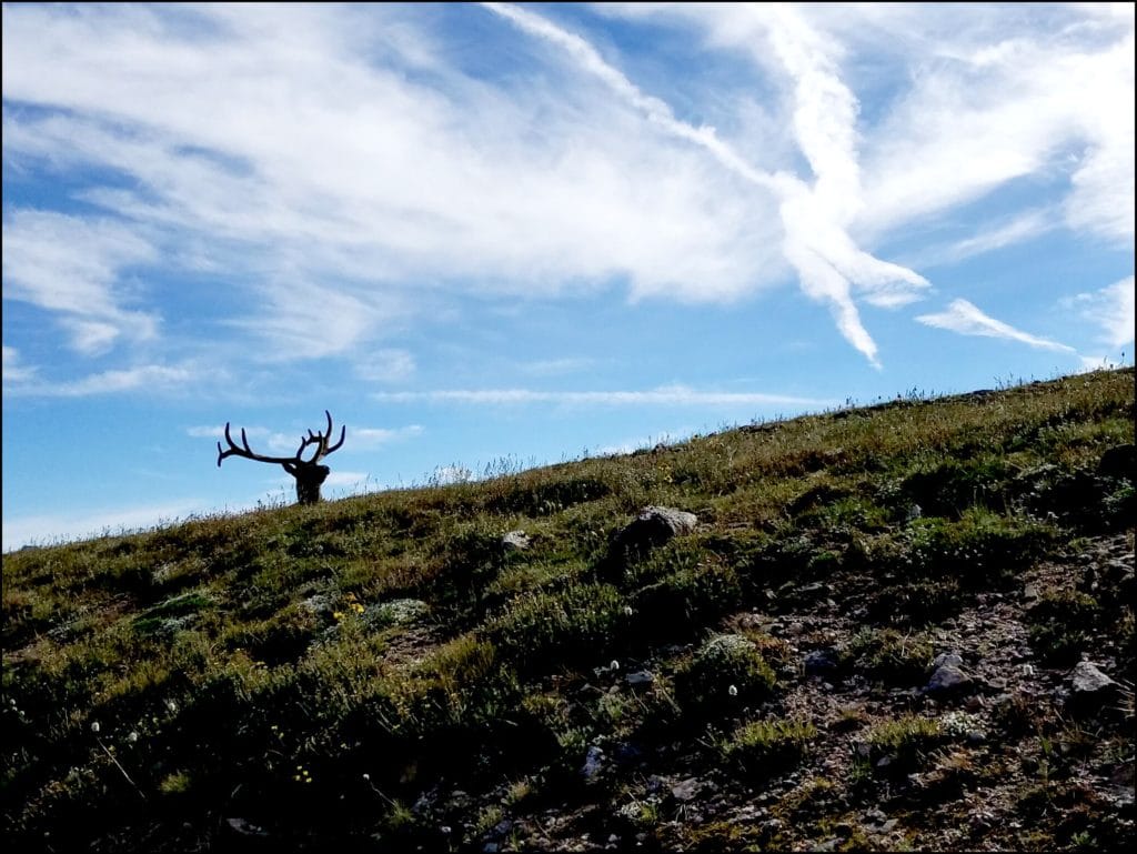 Rocky Mountain National Park Elk National park Safety tips