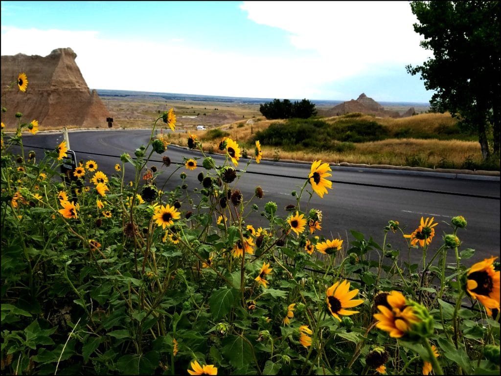 Wildflowers Badlands