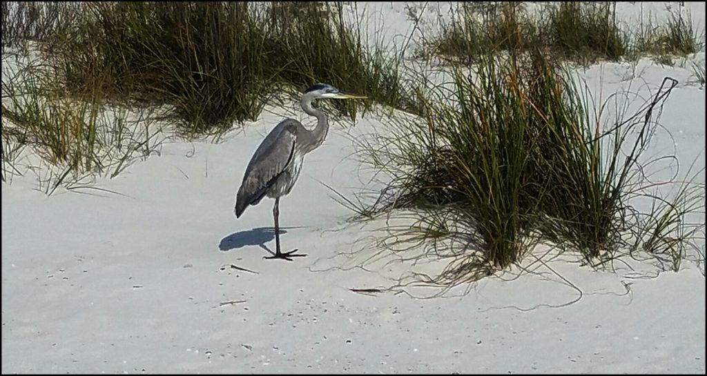 Bird on Beach