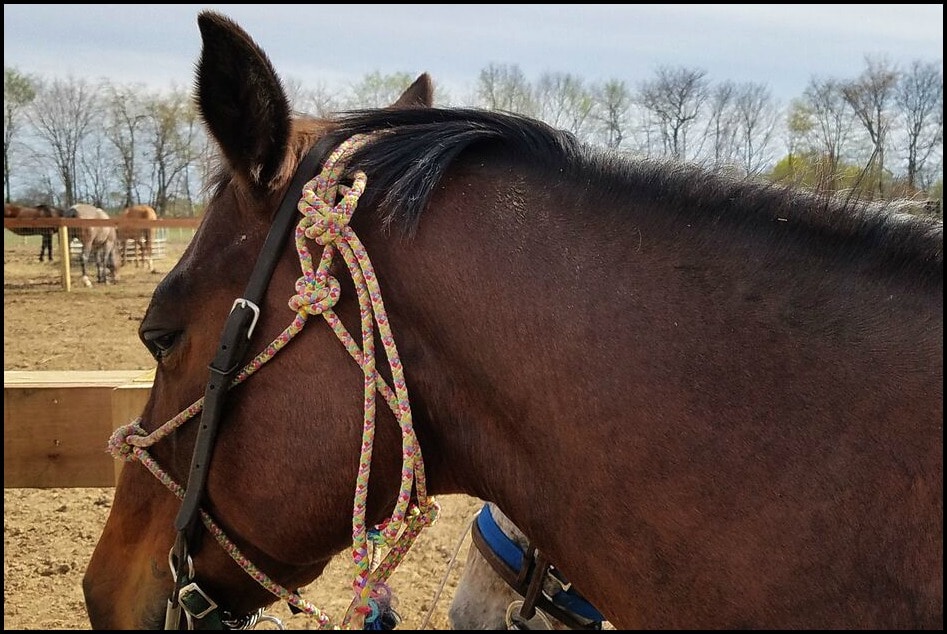 Horseback Riding In Hamilton County Indiana Travel With Sara