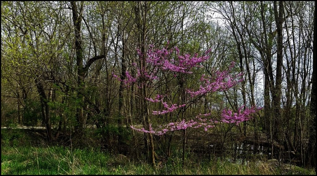 Spring floral in Indiana