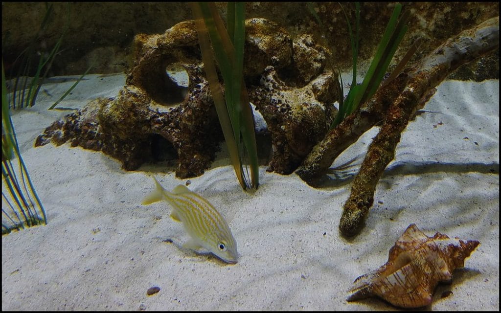 fish in aquarium