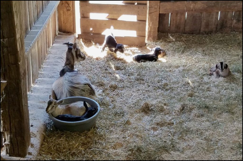 goats at Conner Prairie