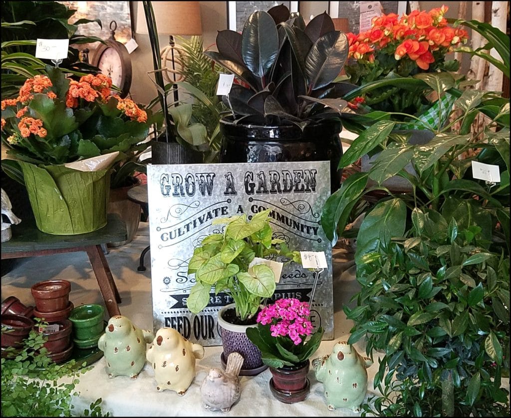 Red Geranium Clear Lake Fresh Flowers And Plants